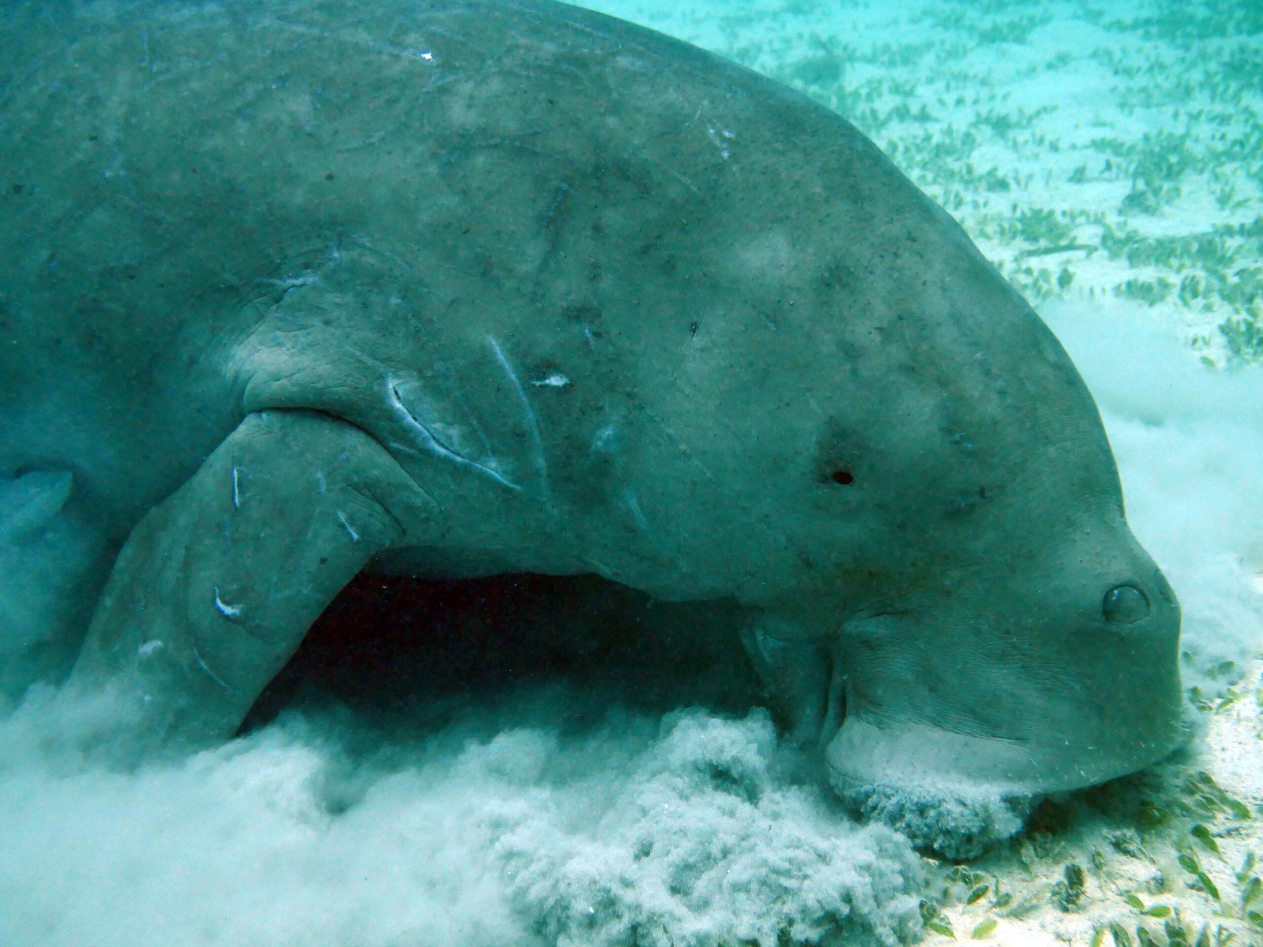 残念な生き物