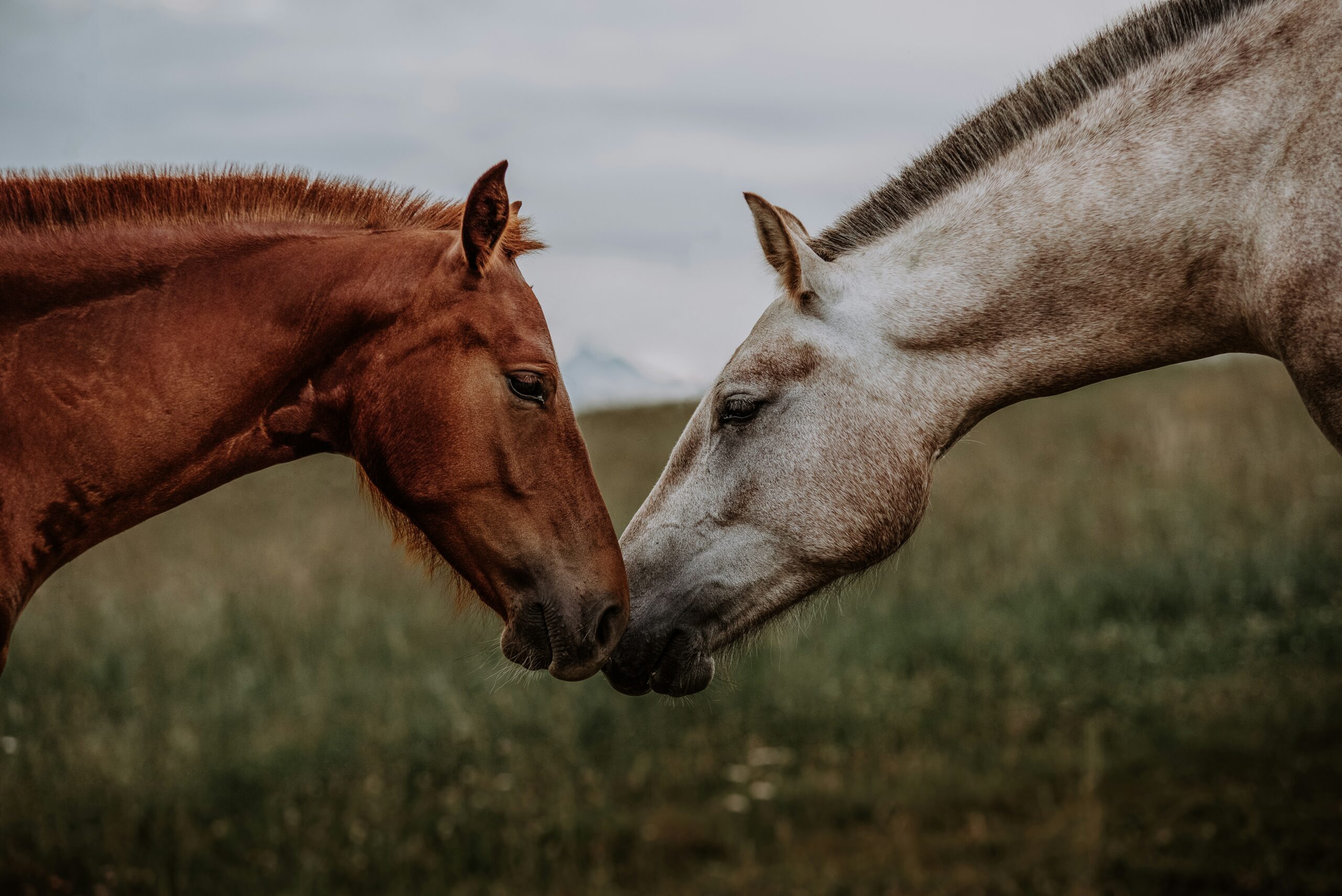 horse　ホース　馬