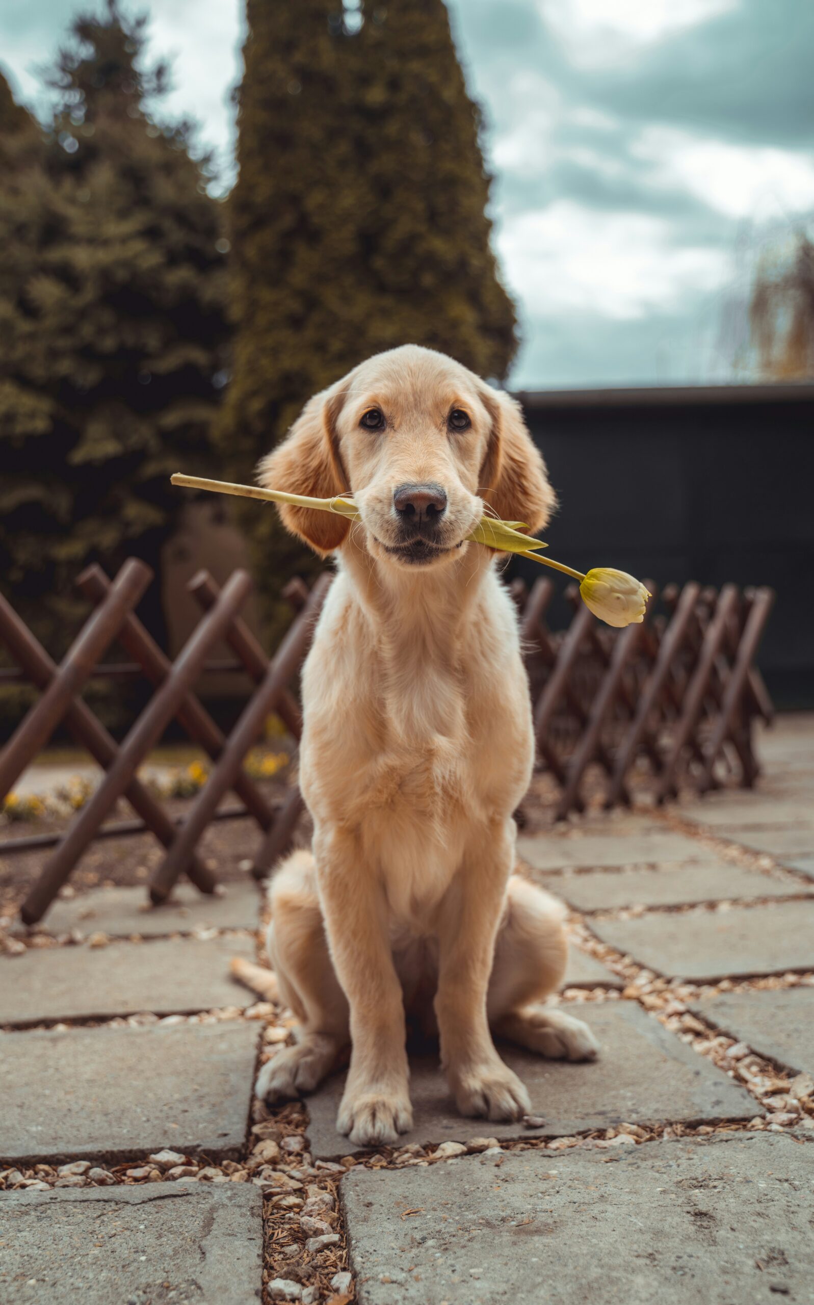 戌　犬